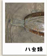 爬虫類写真へ