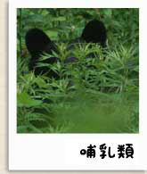 哺乳類写真へ