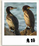 鳥類写真へ