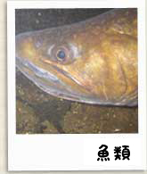 魚類写真へ