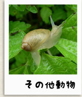 昆虫写真へ