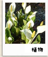 植物写真へ