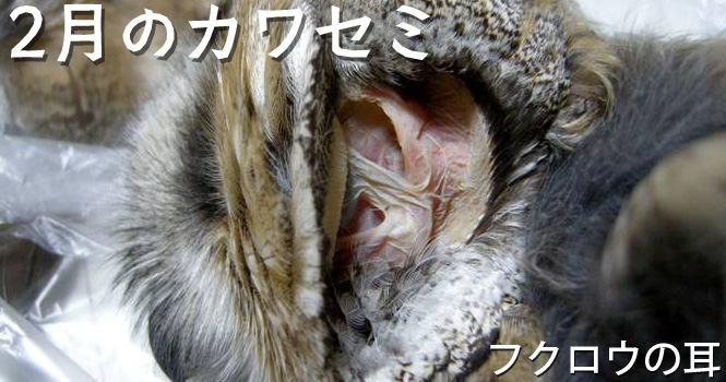 トラフズク