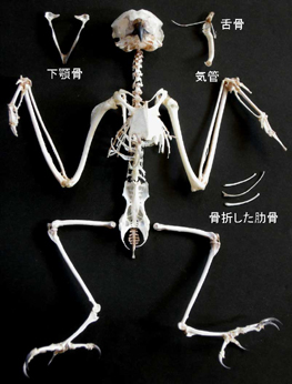 トラフズクの骨 トラフズクの骨
