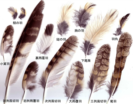 トラフズクの羽 トラフズクの羽