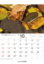 ecoris_calendar_2024_11.png