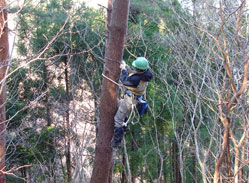人工巣設置のための木登り状況