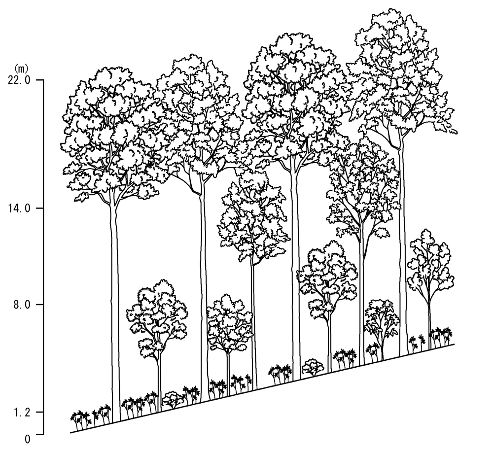 植生断面図：高木層