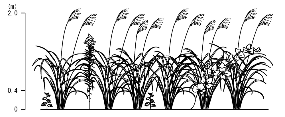 植生断面図:低木・草本層