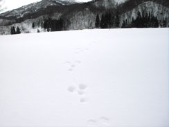 雪上のノウサギ足跡