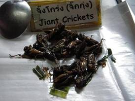 市場で売られていたコオロギ(タイ チェンマイ市)