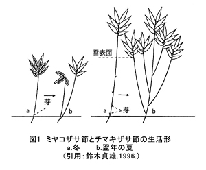 ミヤコザサ節とチマキザサ節の生活形