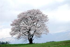 小岩井の一本桜：エドヒガン