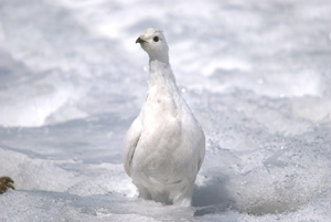 雪の中のライチョウ