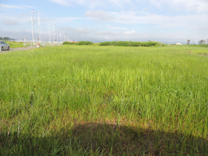 写真③　2013年8月4日（雑草繁茂、ミズアオイ衰退）