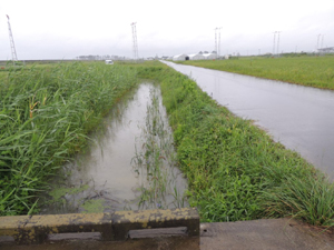 写真⑤　2015年8月30日（水路にミズアオイ生育）