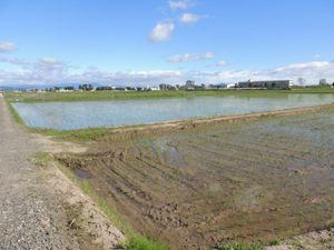 写真④　2014年6月14日（水田耕作開始）