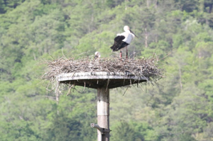 コウノトリ抱卵（祥雲寺地区人工巣塔）