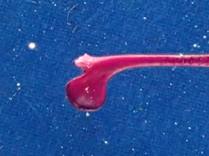 bone_5.jpg