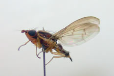 Luzunomyza sp.No1R