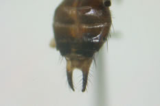 Luzunomyza sp.No2R