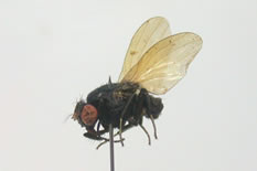 Minettia sp.R