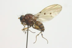 Sciasmomyia(Shatalkinia) sp.R