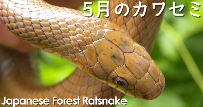 自然観察新聞 5月のカワセミ第148号 Japaneseforestratsnake テクニカルノート 株式会社エコリス