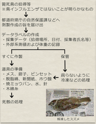 仮剥製事前準備フローチャート