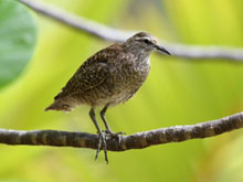 Tuamotu Sandpiper