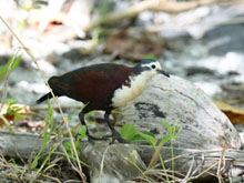 Polynesian Ground Dove