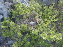海岸の灌木では多数の海鳥が繁殖する（巣内のクロアジサシの雛）