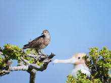 オオグンカンドリの雛とTuamotu Sandpiper