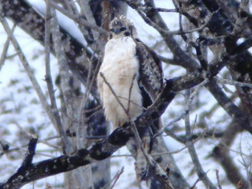 雪の斜面が背景のクマタカ若鳥